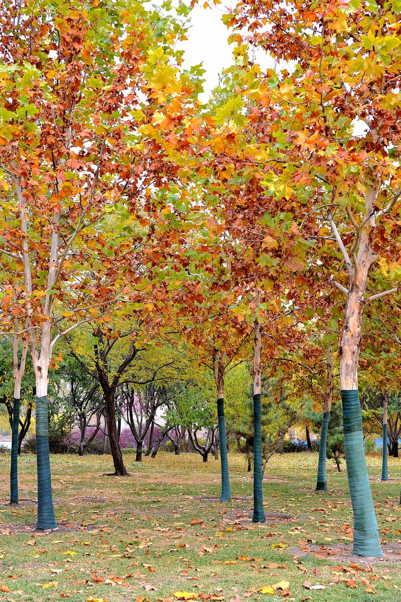 初冬的泰丰公园2018【风景摄影】