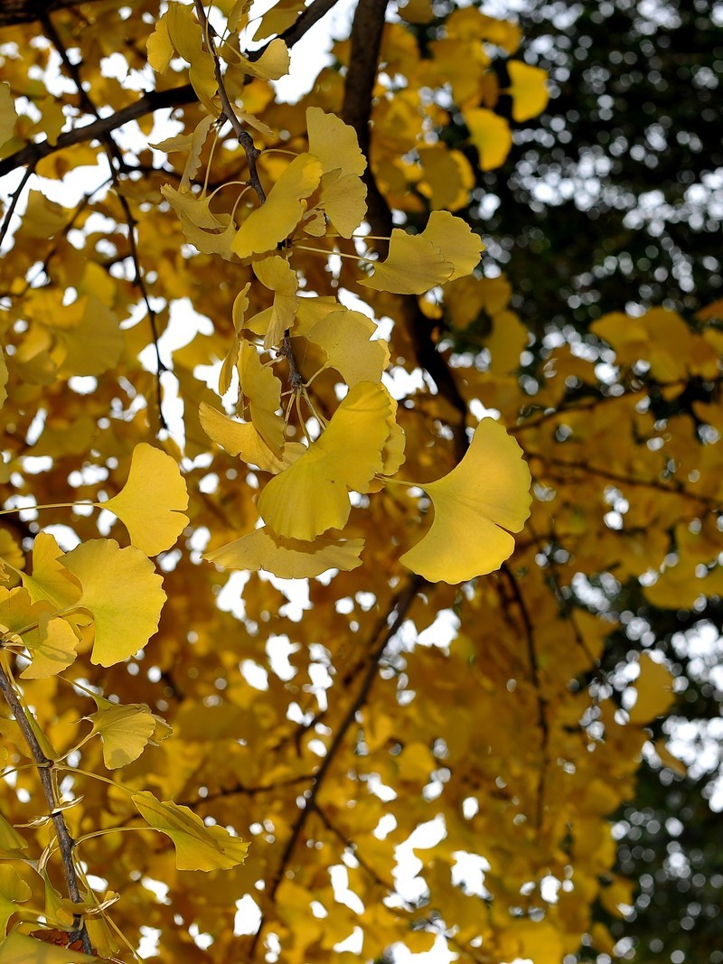 初冬的泰丰公园2018【风景摄影】