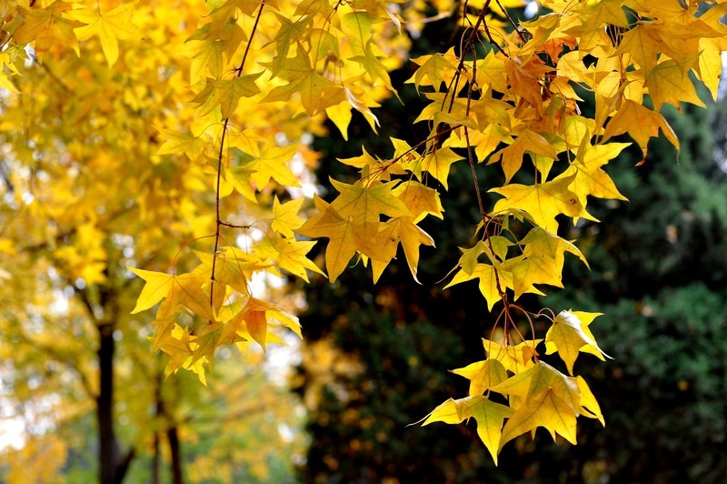 初冬的泰丰公园2018【风景摄影】