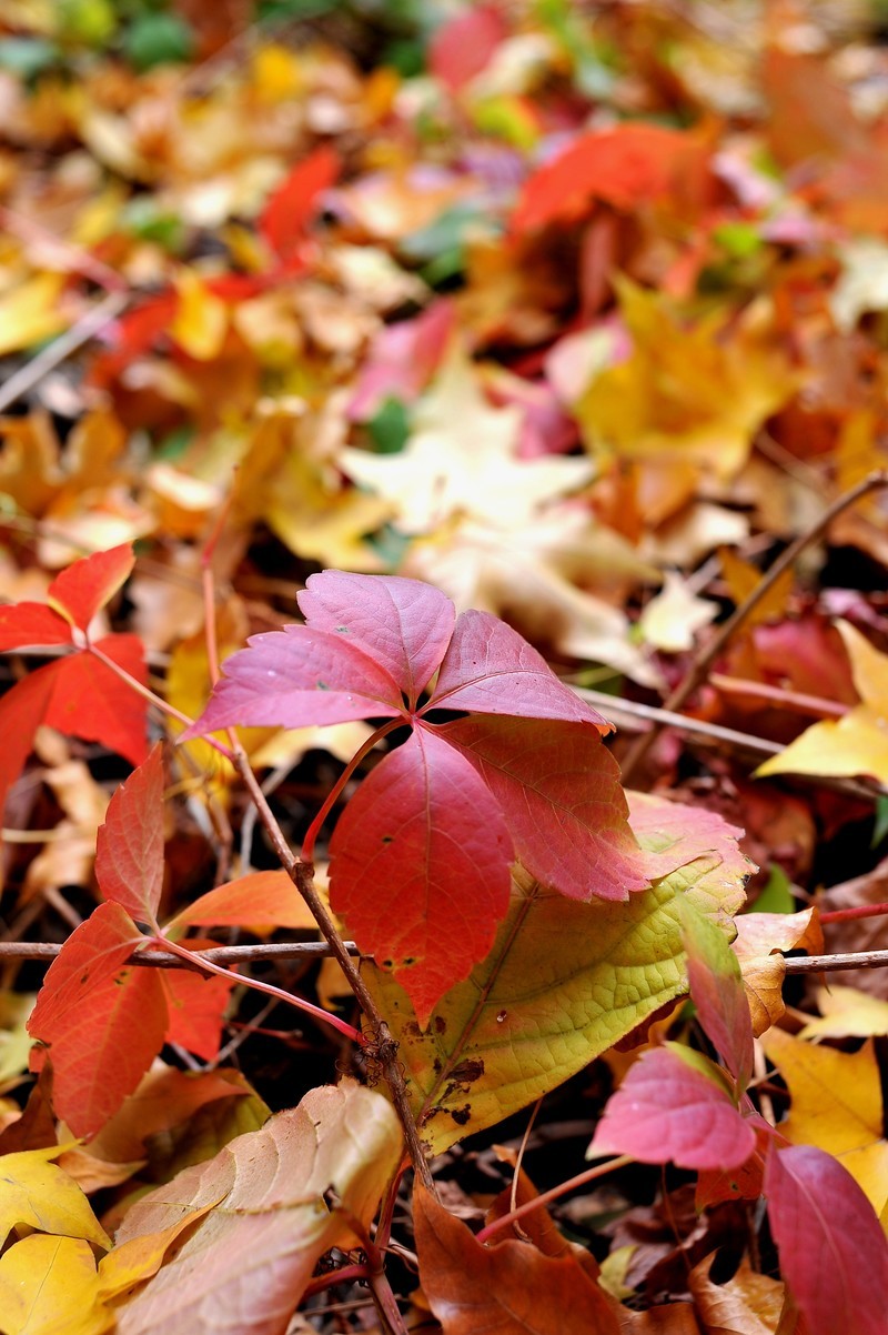 初冬的泰丰公园2018【风景摄影】