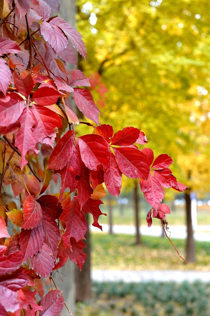 初冬的泰丰公园2018【风景摄影】