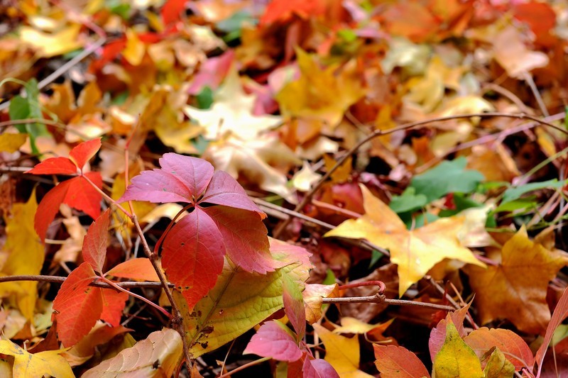 初冬的泰丰公园2018【风景摄影】