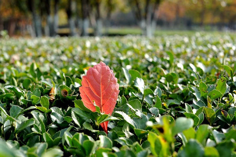 初冬的泰丰公园2018【风景摄影】