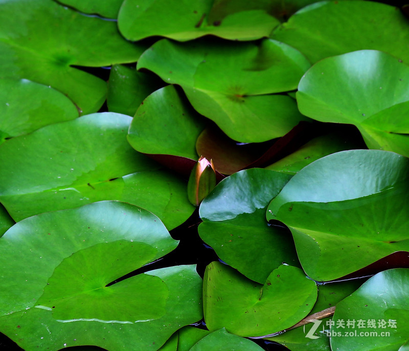 荷花池里小世界(镜头:17-55.55-250)