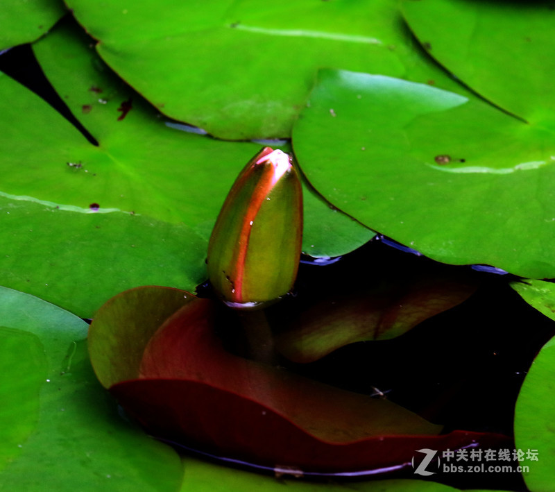 荷花池里小世界(镜头:17-55.55-250)