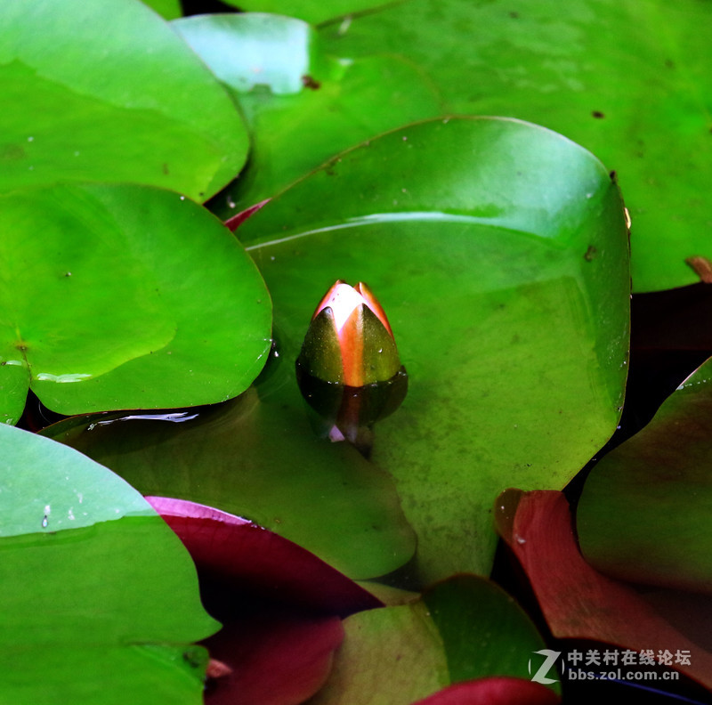 荷花池里小世界(镜头:17-55.55-250)