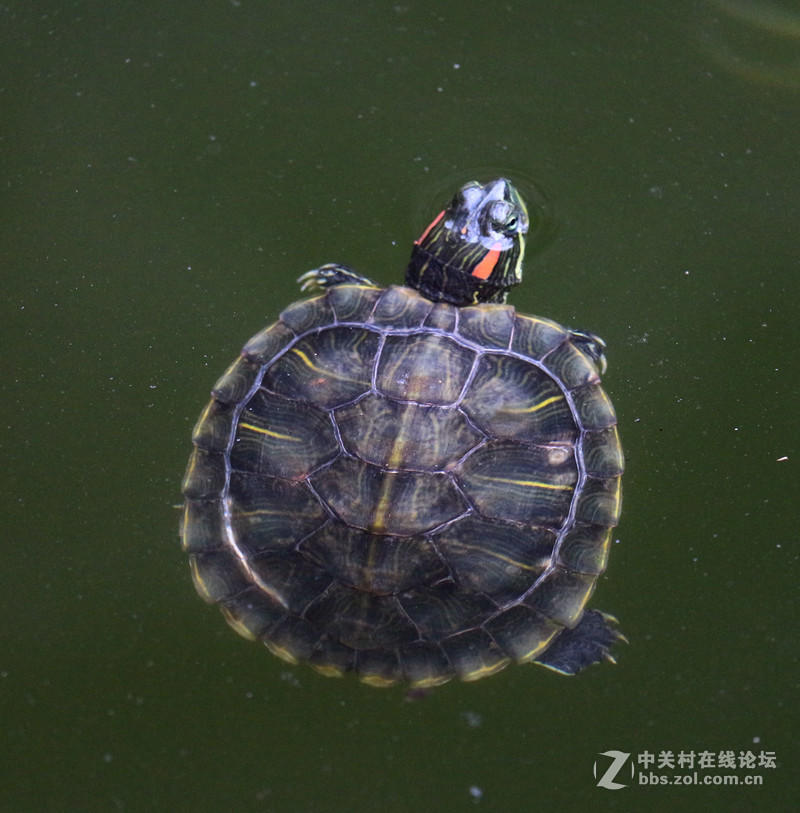 荷花池里小世界(镜头:17-55.55-250)