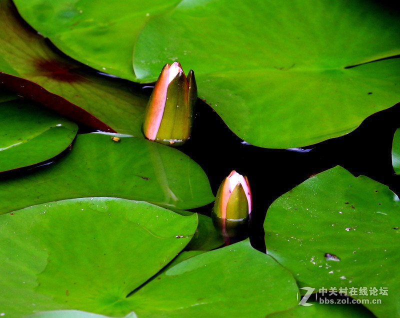 荷花池里小世界(镜头:17-55.55-250)