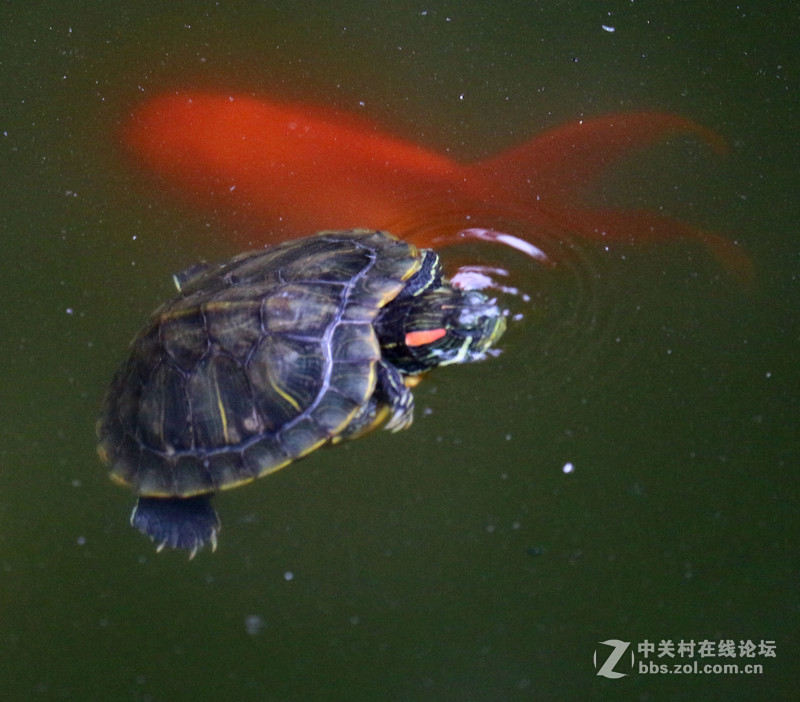 荷花池里小世界(镜头:17-55.55-250)