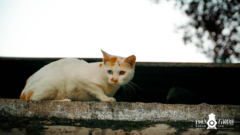 #一些事一些情走走停停广州情# 第一站 广州最老的火车站：石围塘