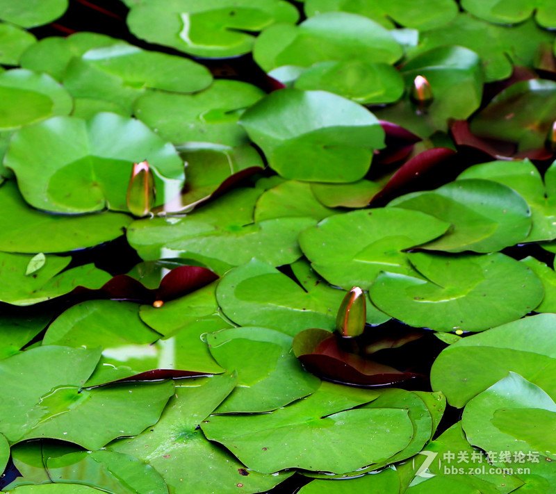 荷花池里小世界(镜头:17-55.55-250)