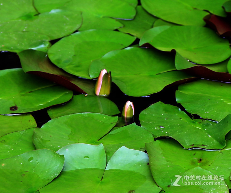 荷花池里小世界(镜头:17-55.55-250)