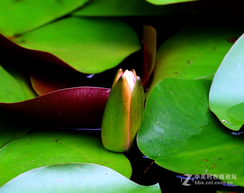 荷花池里小世界(镜头:17-55.55-250)