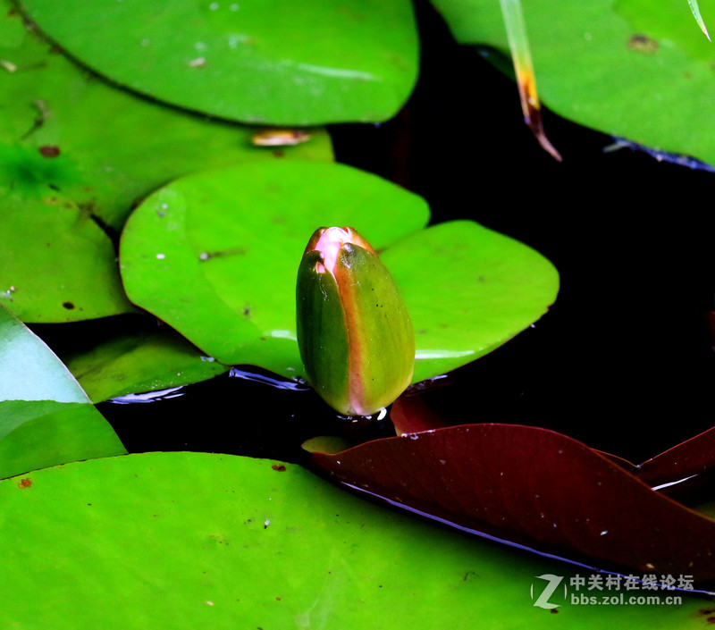 荷花池里小世界(镜头:17-55.55-250)