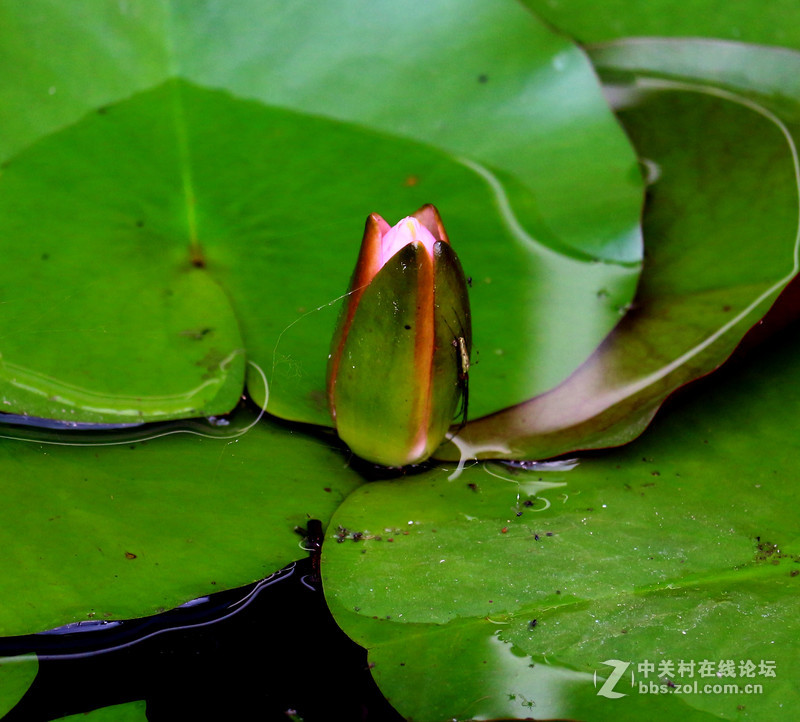 荷花池里小世界(镜头:17-55.55-250)
