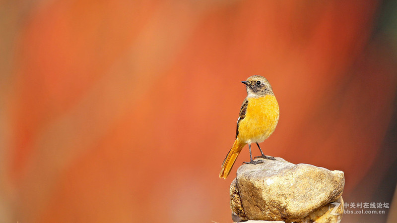 ＃版主坐堂＃2015年12月份下半月6D論壇精華帖匯集