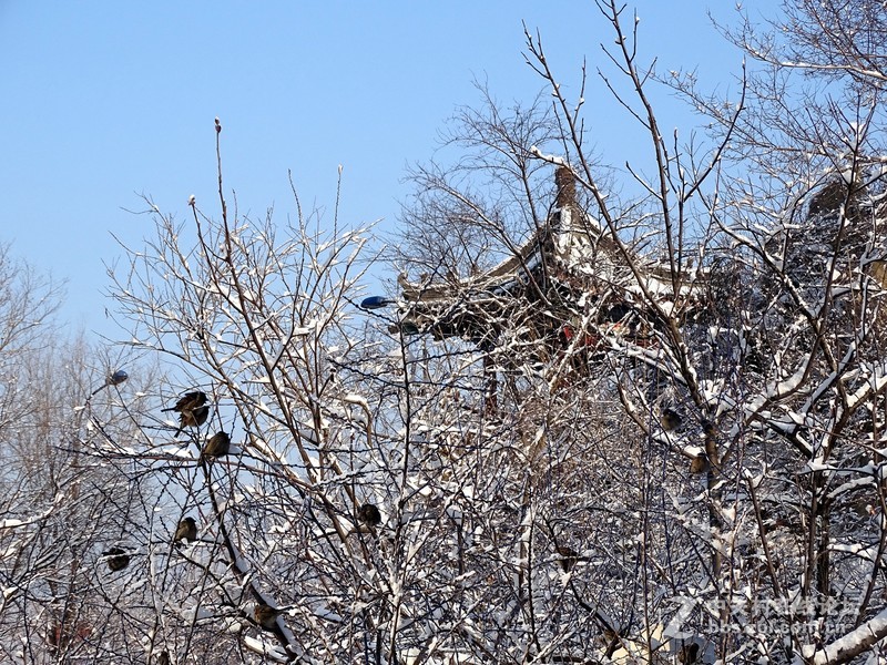 【雪后小华山】