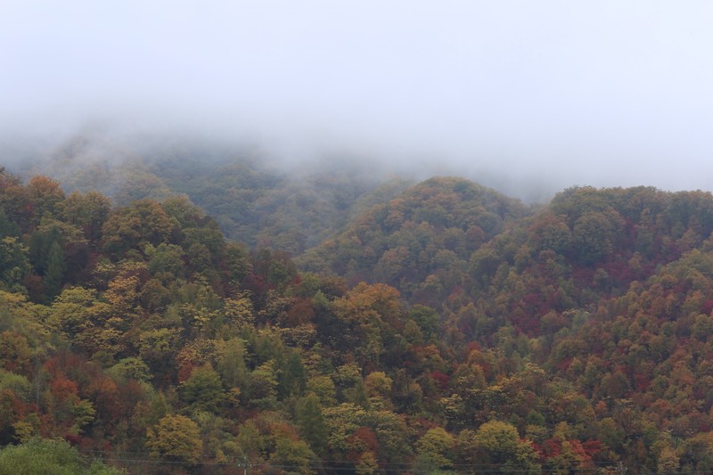 黑山白水间，枫叶正浓时