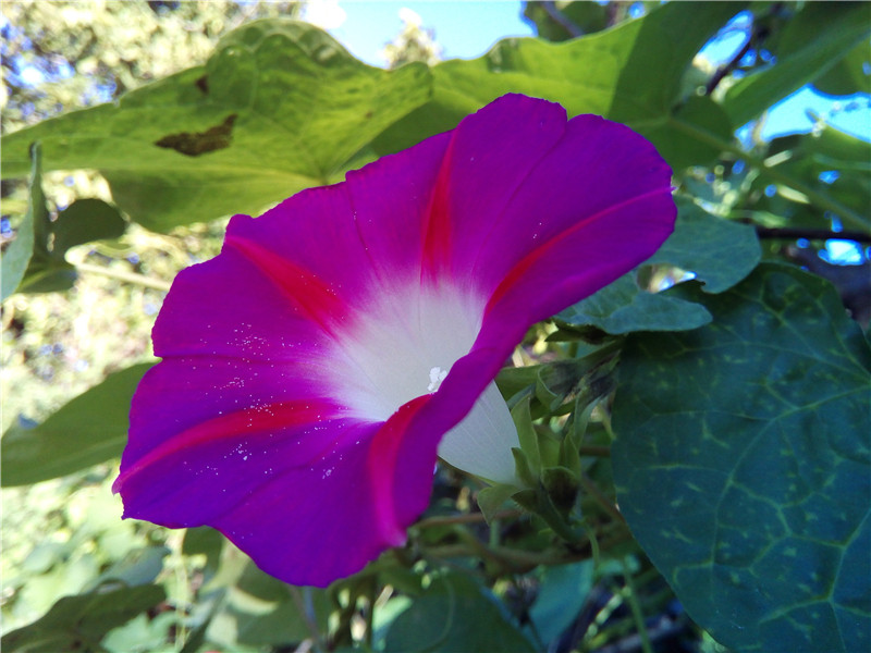 手辣，眼辣，心不辣！红辣椒X1使用体验