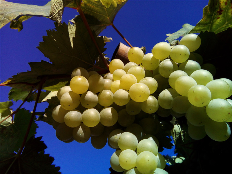 手辣，眼辣，心不辣！红辣椒X1使用体验