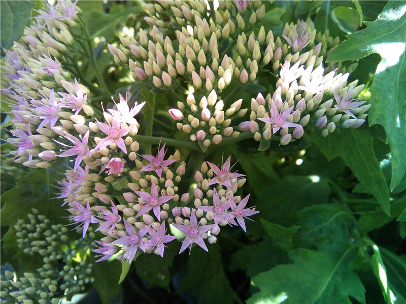 手辣，眼辣，心不辣！红辣椒X1使用体验