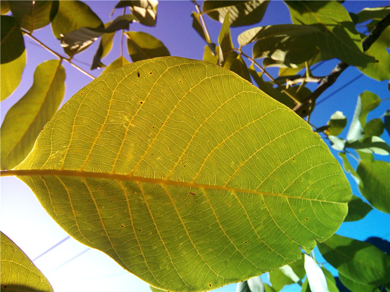 手辣，眼辣，心不辣！红辣椒X1使用体验