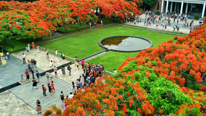 花开为谁？落地成殇！