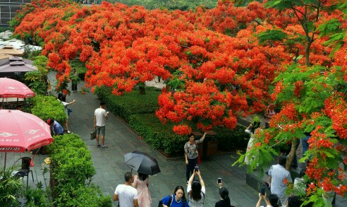 花开为谁？落地成殇！