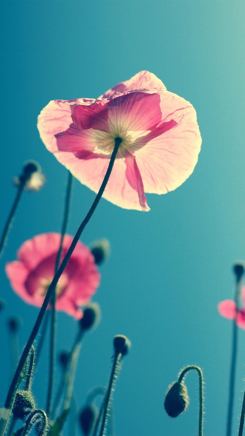 锁屏画报20170523