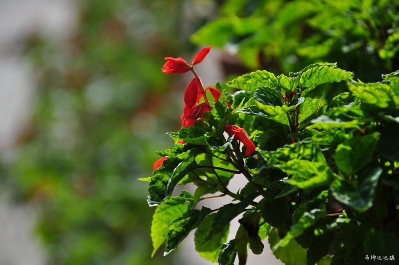 2018年元旦的花花草草，祝大家新年新气象！
