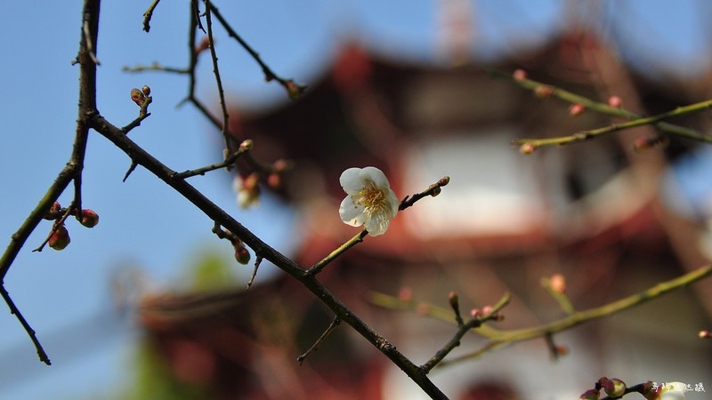 2018年元旦的花花草草，祝大家新年新气象！
