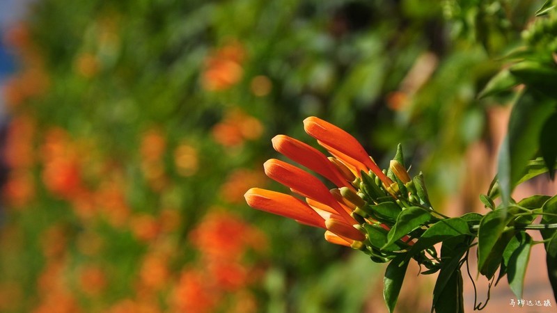 2018年元旦的花花草草，祝大家新年新气象！