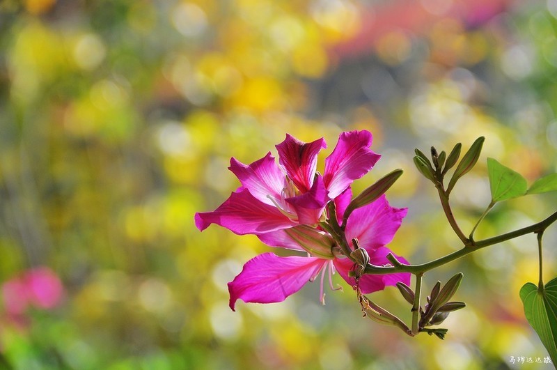 2018年元旦的花花草草，祝大家新年新气象！