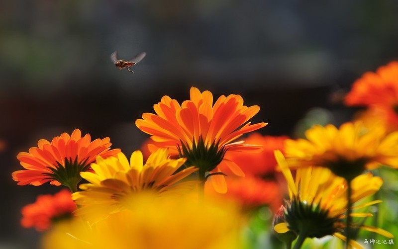 2018年元旦的花花草草，祝大家新年新气象！