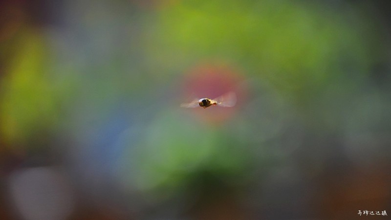 2018年元旦的花花草草，祝大家新年新气象！