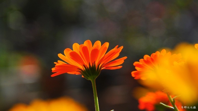 2018年元旦的花花草草，祝大家新年新气象！