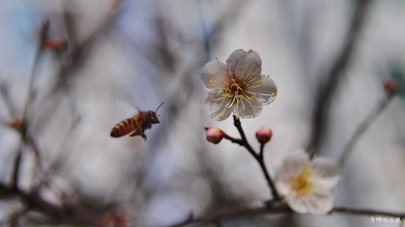 2018年元旦的花花草草，祝大家新年新气象！