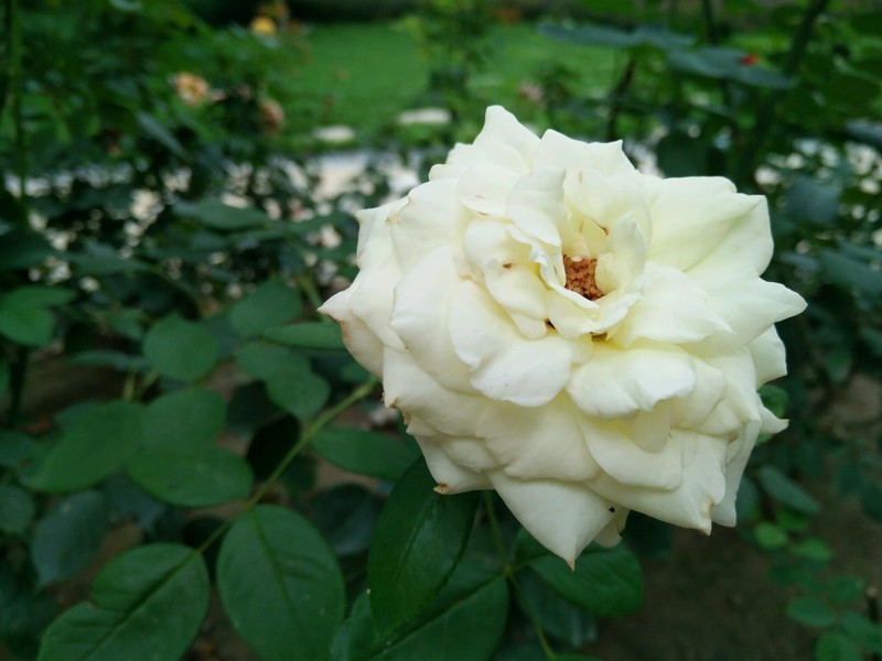 远远地就梦闻到花香