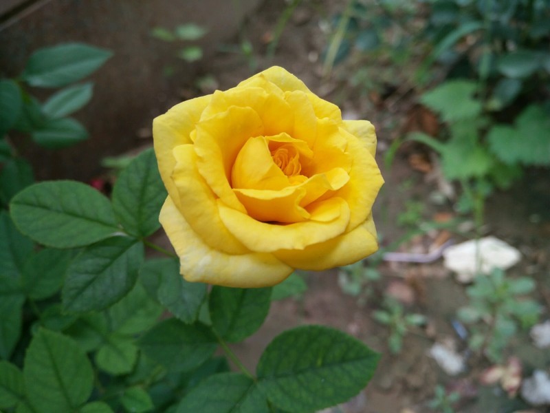 远远地就梦闻到花香