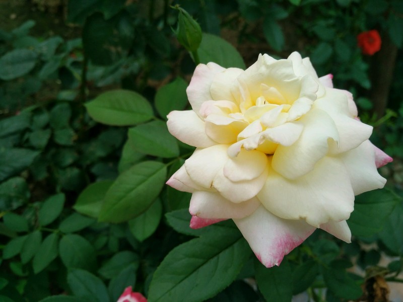 远远地就梦闻到花香