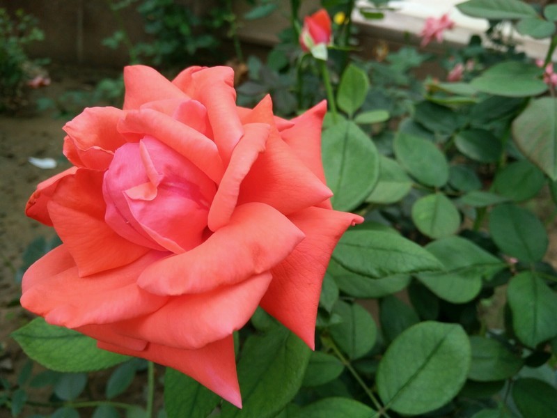 远远地就梦闻到花香