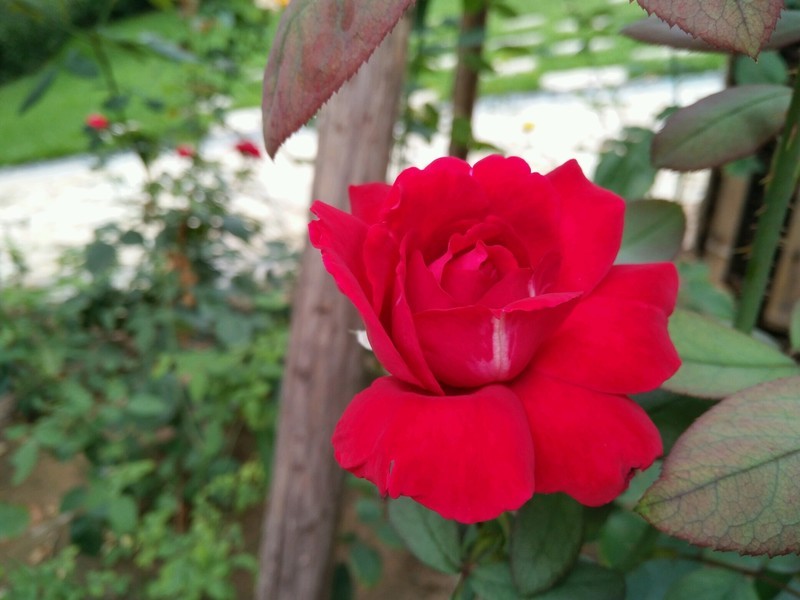 远远地就梦闻到花香