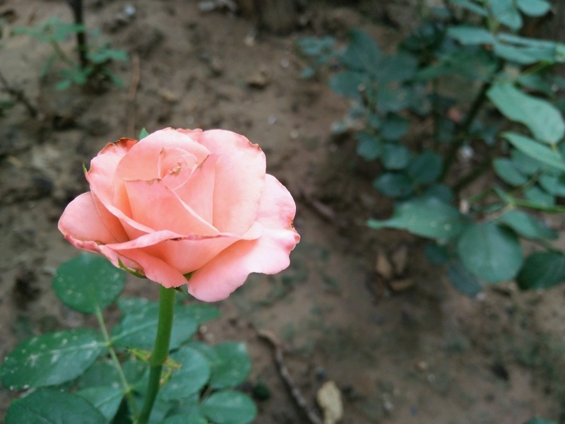 远远地就梦闻到花香