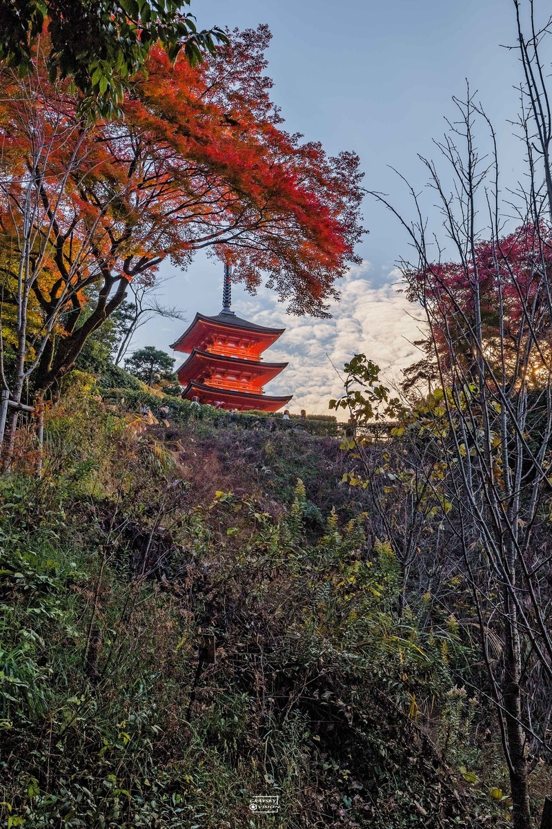 清水寺的枫叶季节