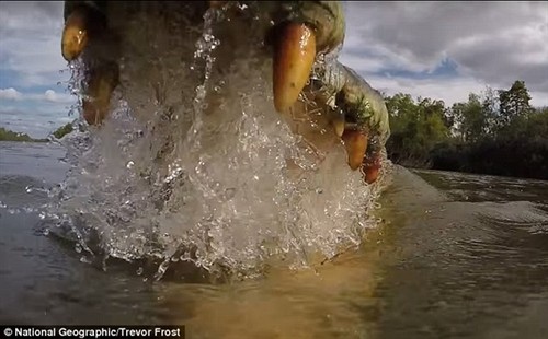 GoPro记录被鳄鱼吃掉的最后画面