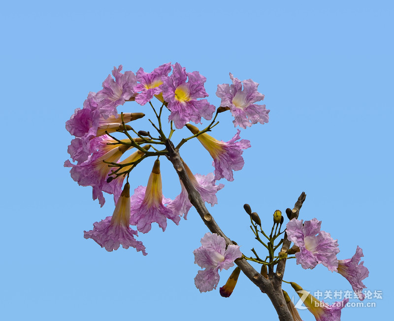 红花风铃木