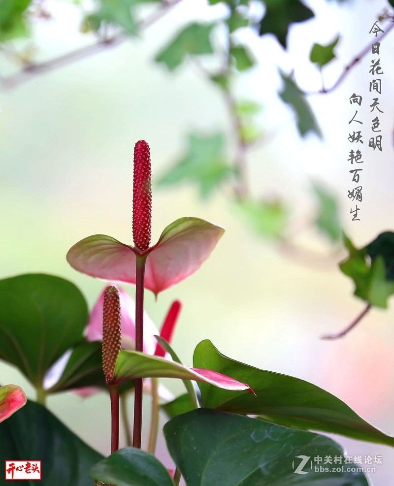 #我镜中的美景点名评片#红掌，白掌与粉掌（请光影与自然两位老师点评）