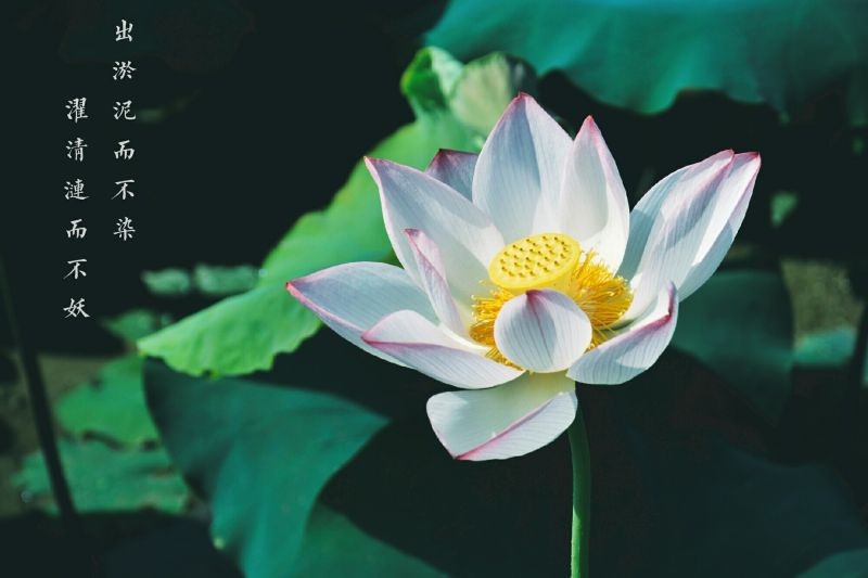 #踏青去# #反正拍一夏##周末fun肆拍#七月荷花季