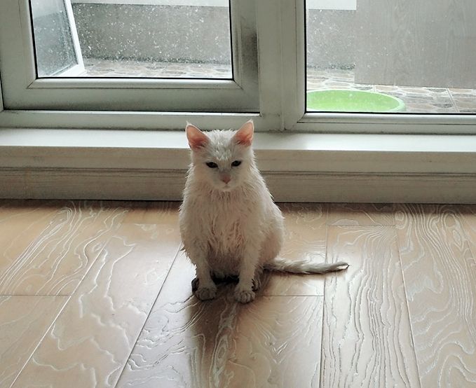 #萌宠日记##R9家族# 我家大眼皮今天让我给洗了，很郁闷???