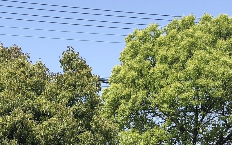 闲来无事用X和金立S10各拍一张做一下比对